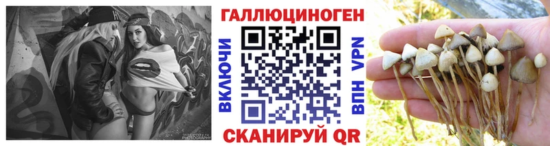 Галлюциногенные грибы Psilocybine cubensis  Элиста 